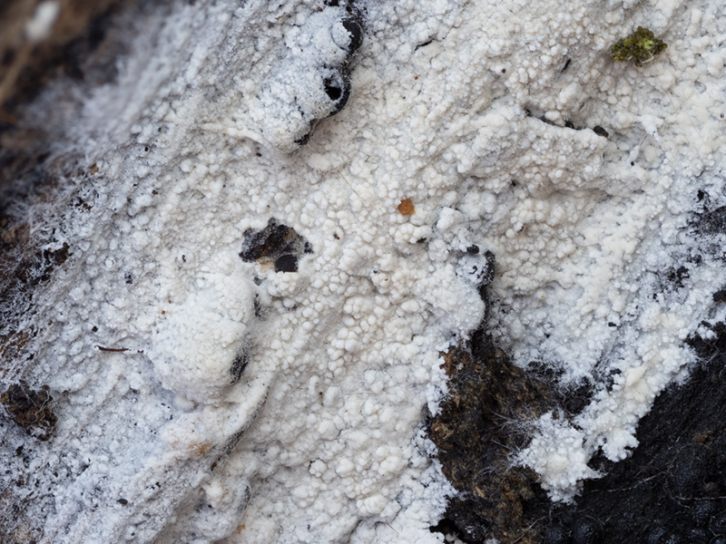 Sistotrema brinkmannii Sistotrema brinkmannii